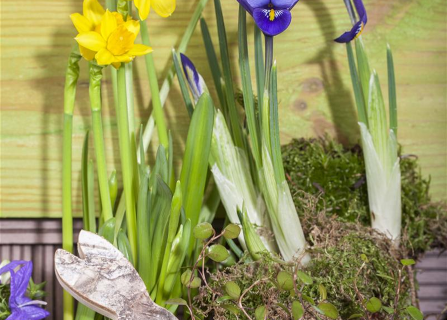 Iris reticulata x20 5/+