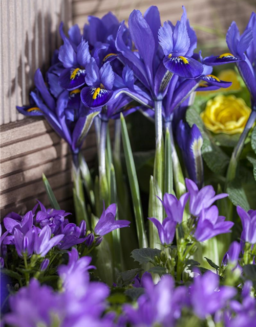 Iris reticulata x20 5/+