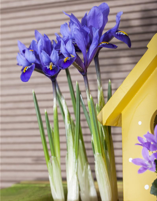 Iris reticulata x20 5/+