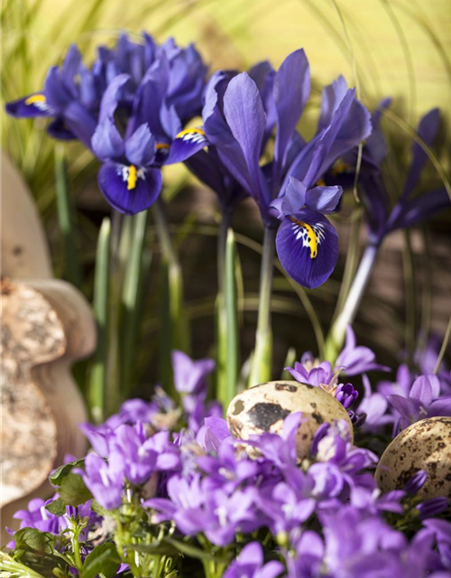 Iris reticulata x20 5/+