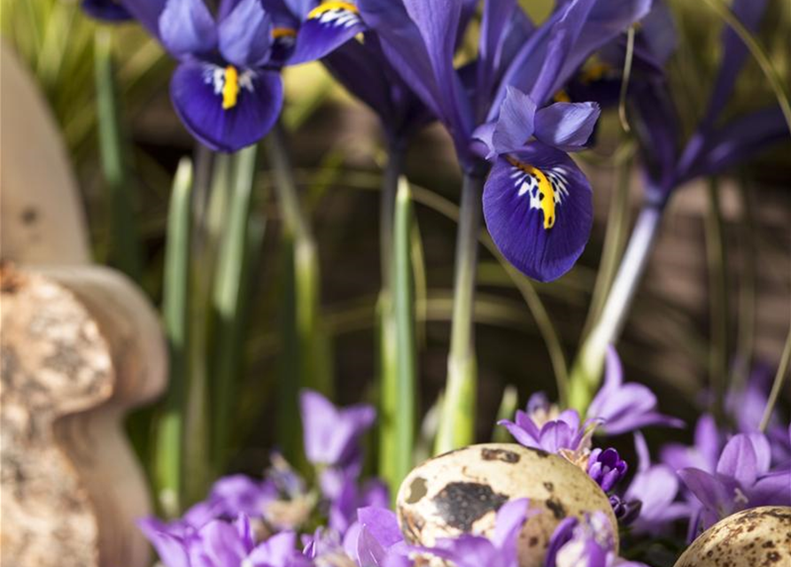 Iris reticulata x20 5/+