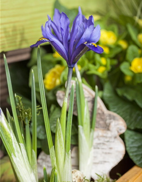 Iris reticulata x20 5/+