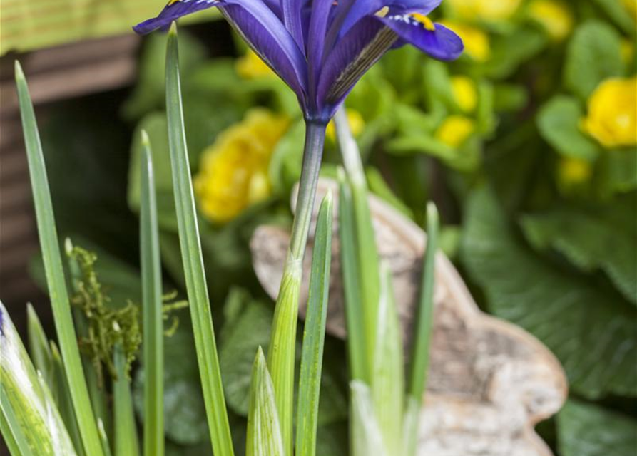 Iris reticulata x20 5/+