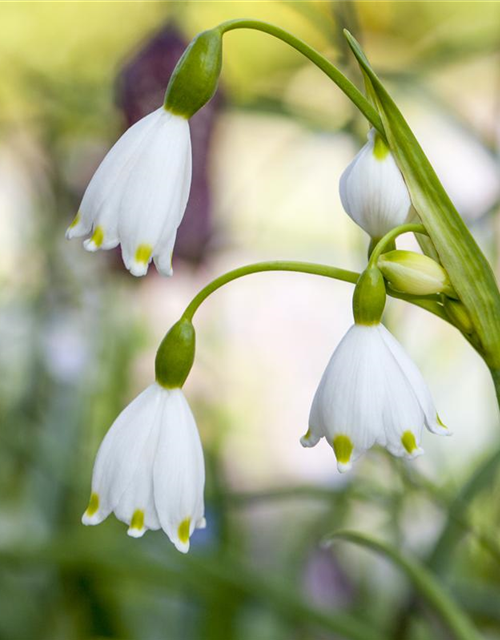 Leucojum aestivum x10 9/10