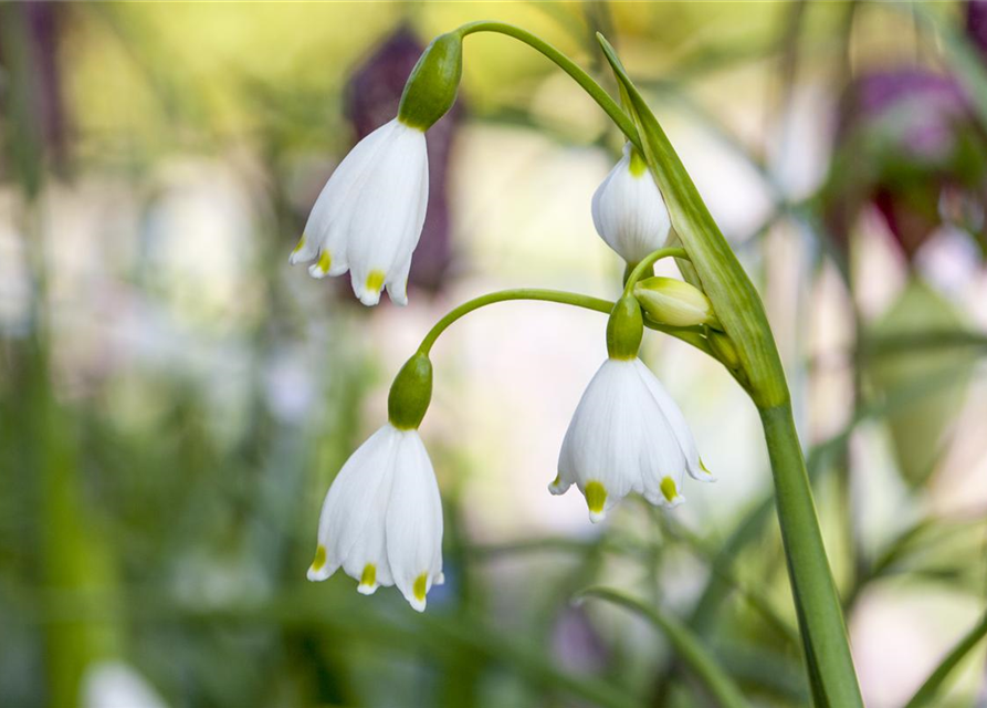 Leucojum aestivum x10 9/10