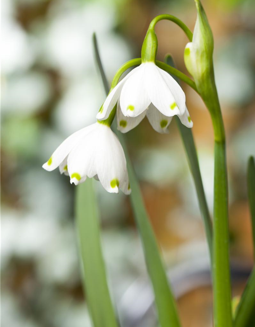 Leucojum aestivum x10 9/10