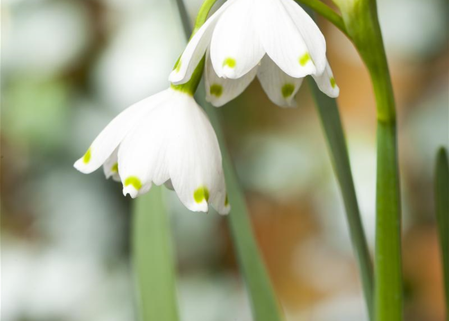 Leucojum aestivum x10 9/10