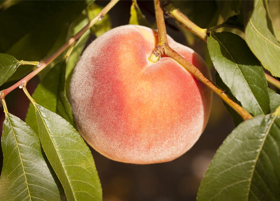 Prunus persica Amber