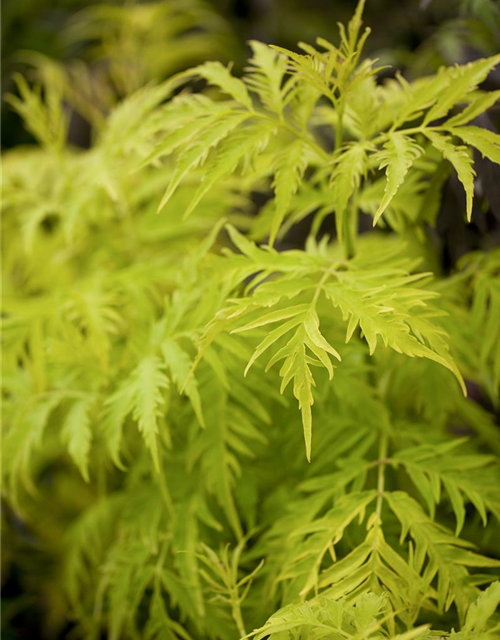 Sambucus racemosa Lemon Lace