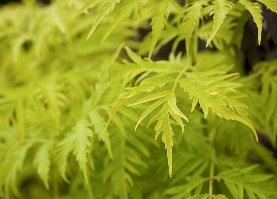 Sambucus racemosa Lemon Lace