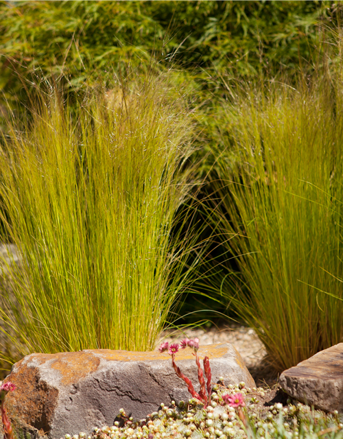 Stipa tenuissima Pony Tails