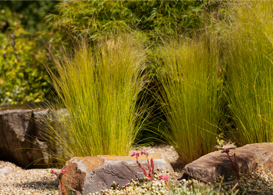 Stipa tenuissima Pony Tails