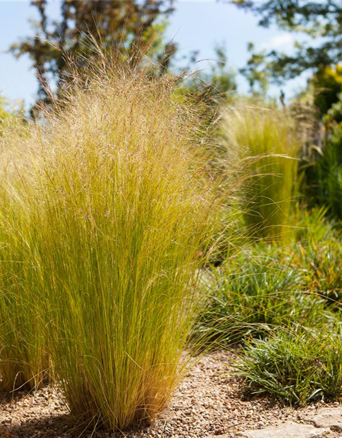 Stipa tenuissima Pony Tails