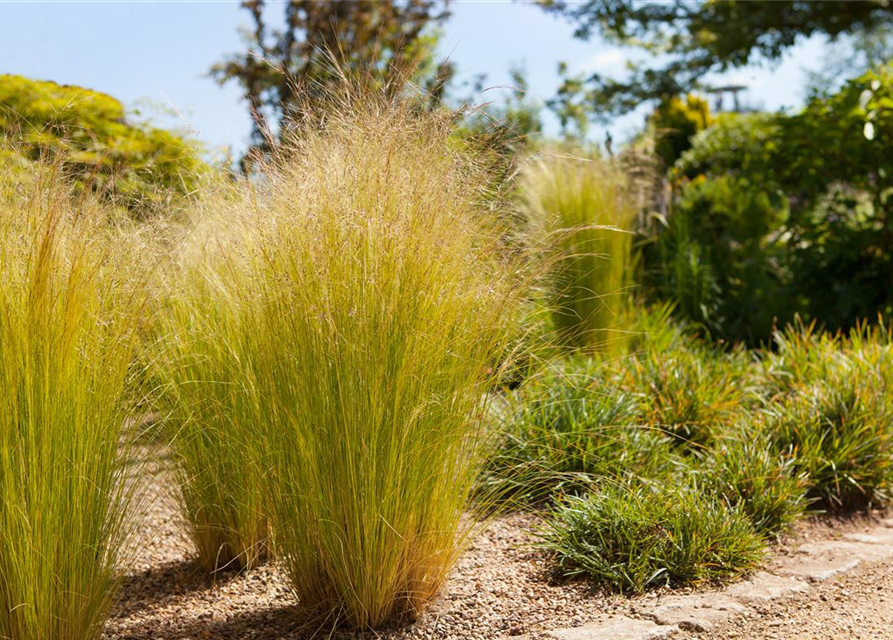 Stipa tenuissima Pony Tails