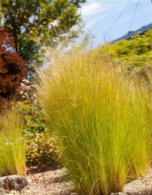 Stipa tenuissima Pony Tails