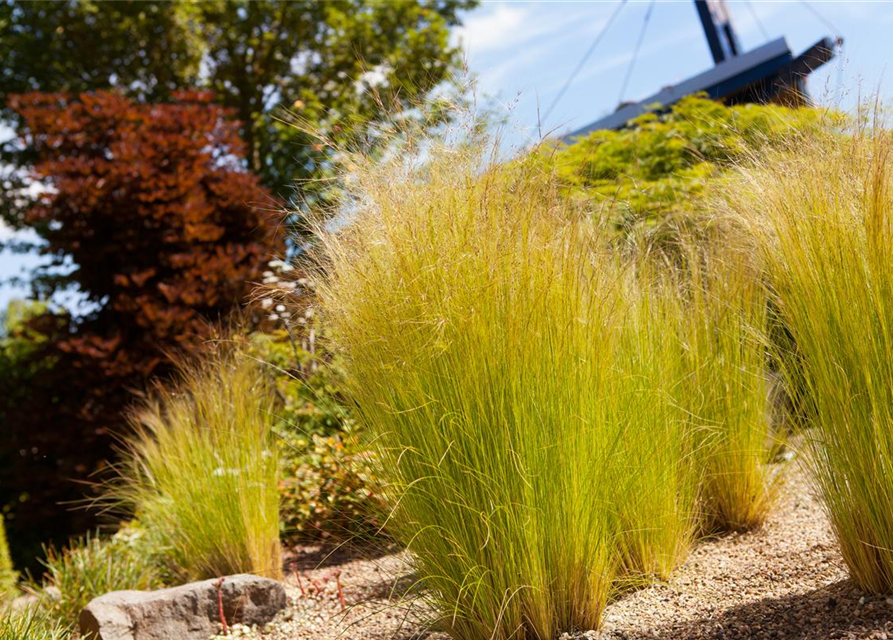 Stipa tenuissima Pony Tails