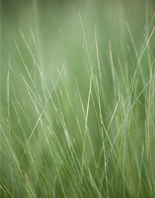 Stipa tenuissima Pony Tails