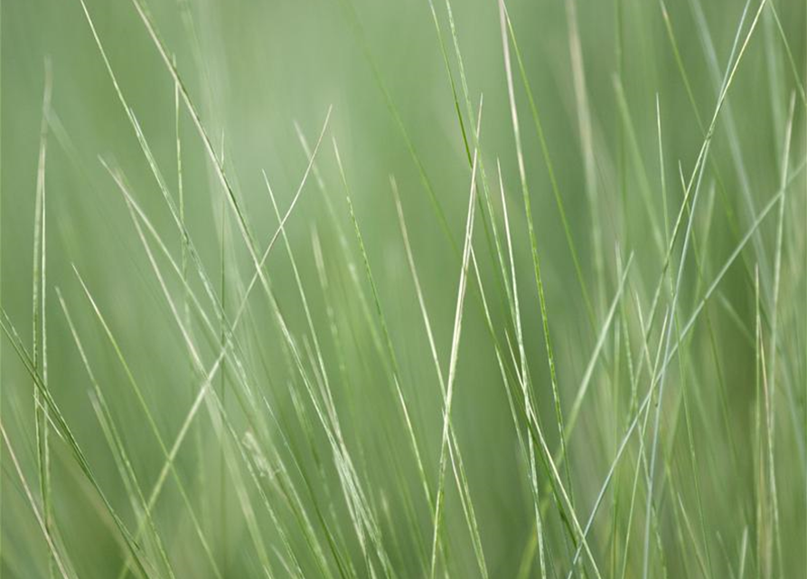 Stipa tenuissima Pony Tails