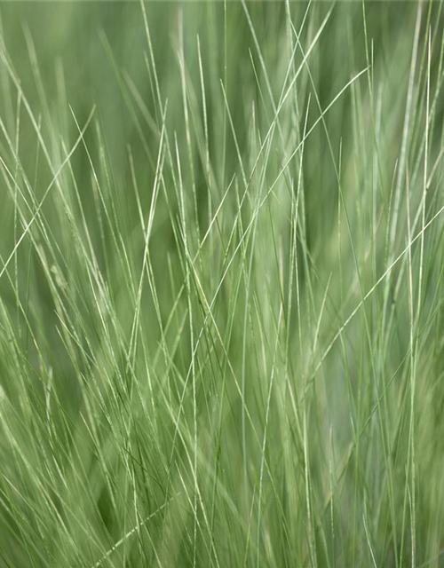 Stipa tenuissima Pony Tails