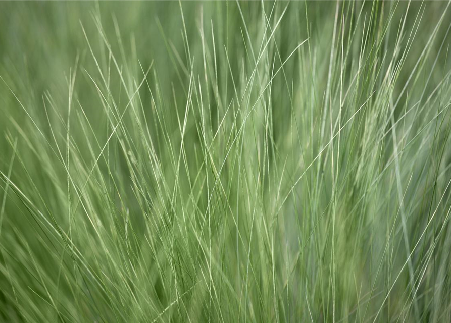 Stipa tenuissima Pony Tails