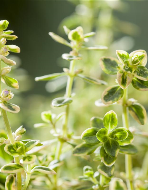 Thymus variegata