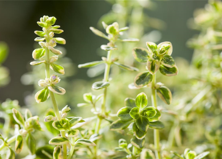 Thymus variegata