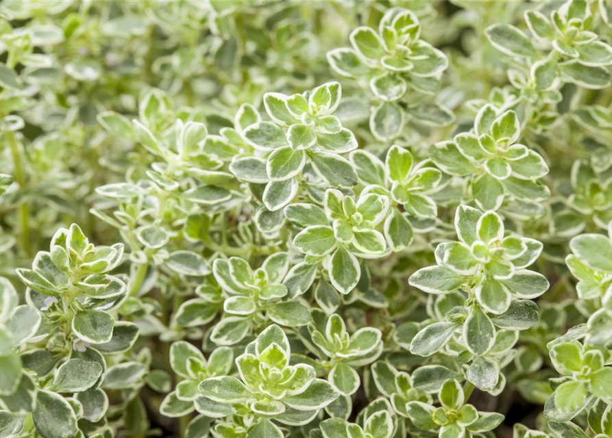 Thymus variegata