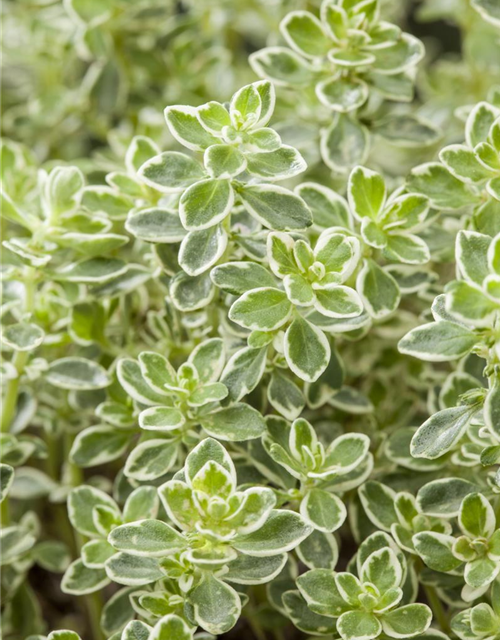 Thymus variegata