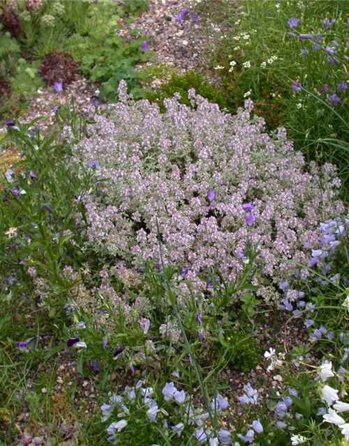 Thymus variegata