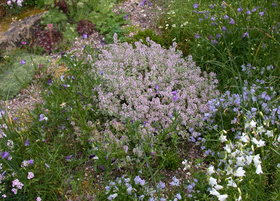 Thymus variegata