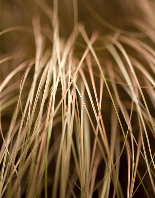 Carex foliosissima Vanilla Ice