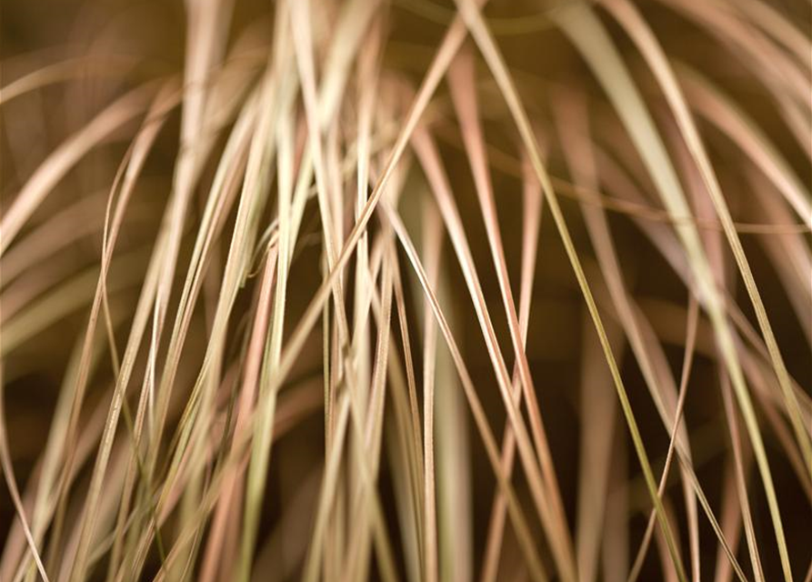 Carex foliosissima Vanilla Ice