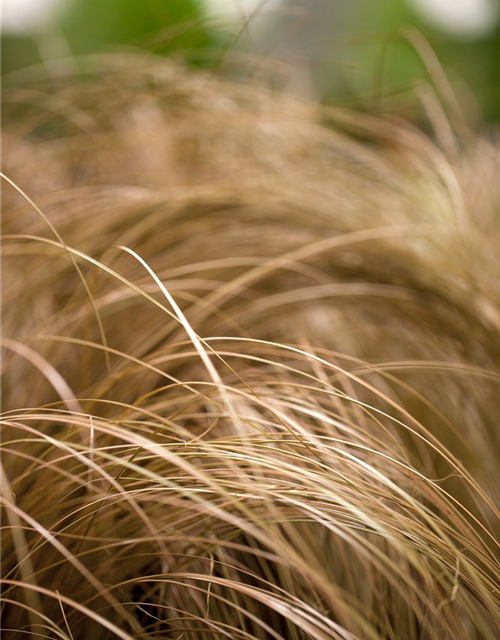 Carex foliosissima Vanilla Ice