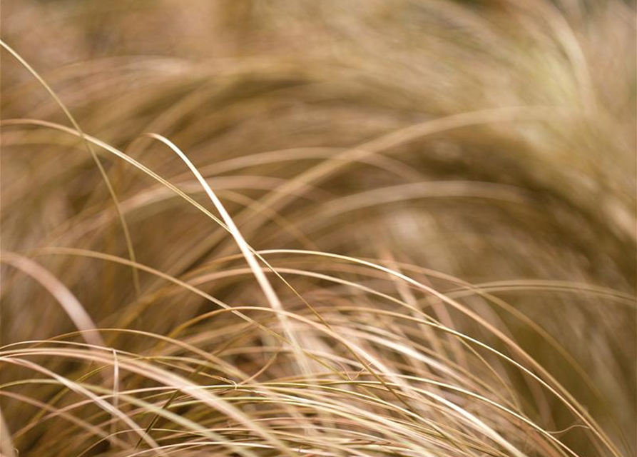 Carex foliosissima Vanilla Ice