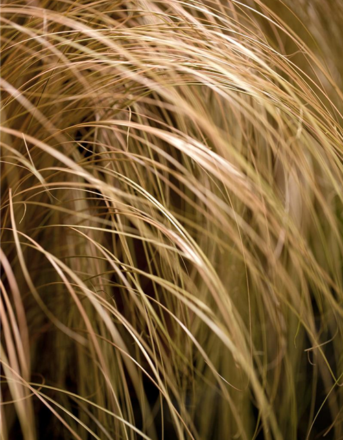 Carex foliosissima Vanilla Ice