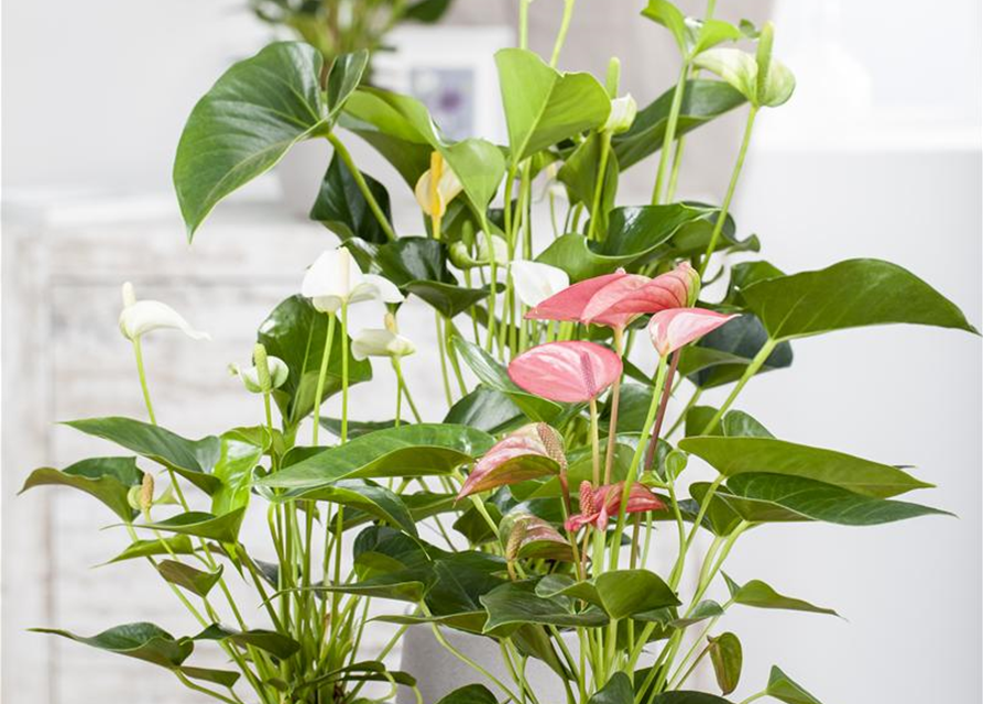 Anthurium andreanum