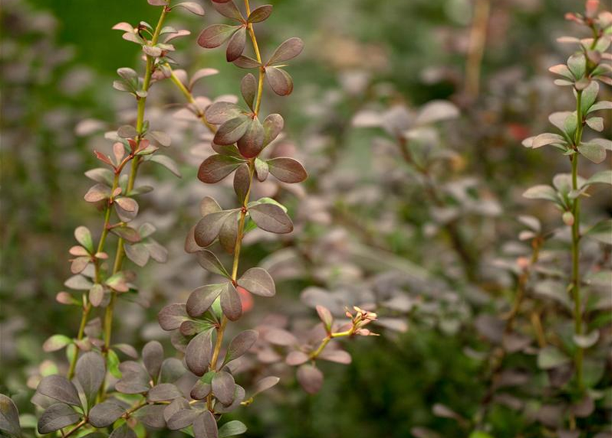 Berberis thunbergii