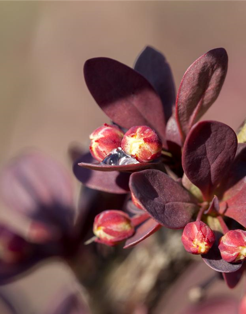 Berberis thunbergii