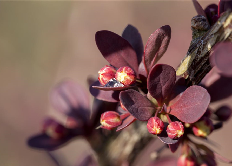 Berberis thunbergii