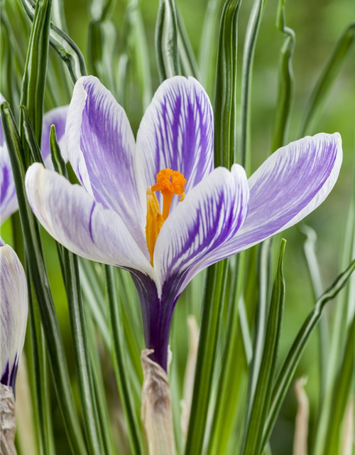 Crocus vernus Mix