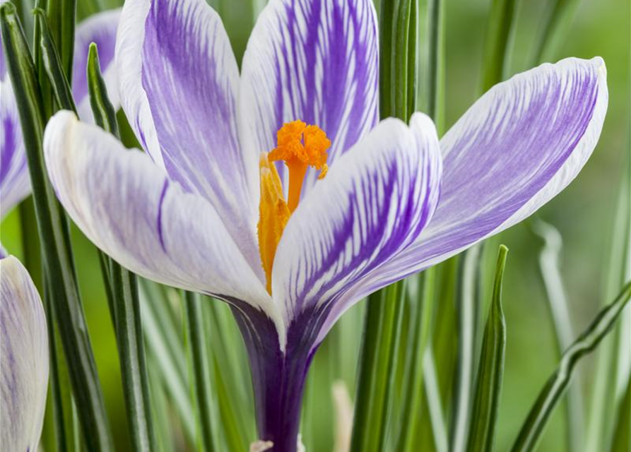 Crocus vernus Mix