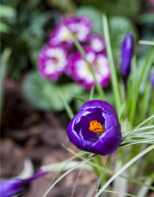 Crocus vernus Mix