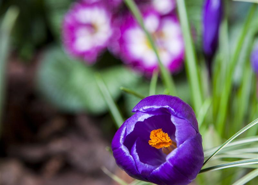 Crocus vernus Mix