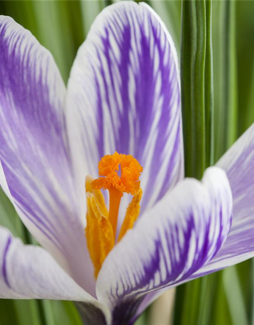 Crocus vernus Mix