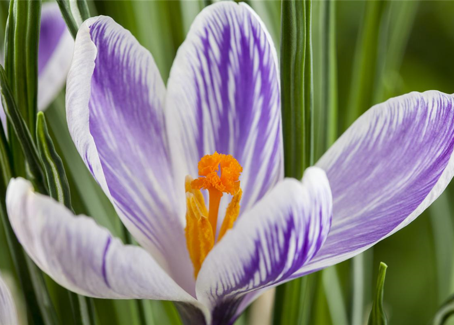 Crocus vernus Mix