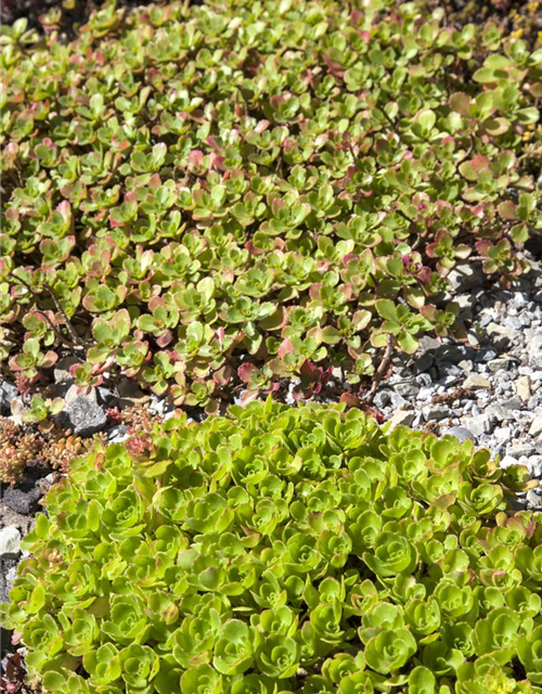 Sedum Mix