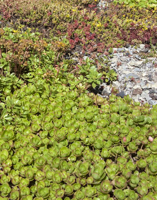 Sedum Mix