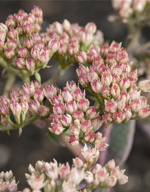 Sedum Mix