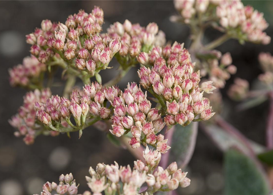 Sedum Mix