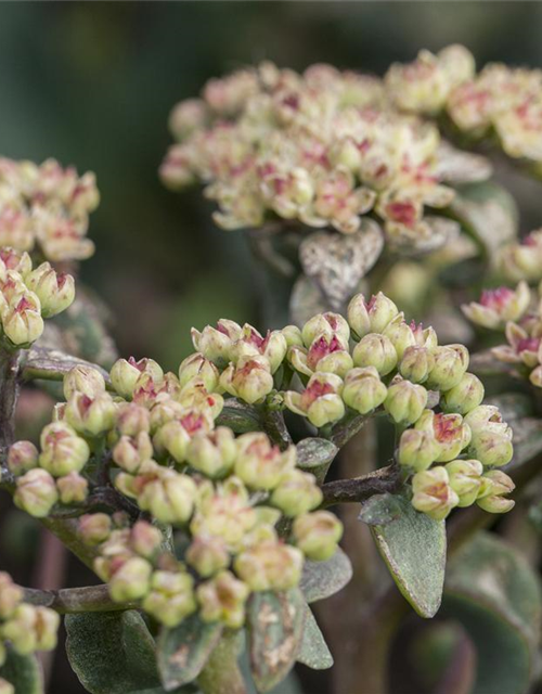 Sedum Mix